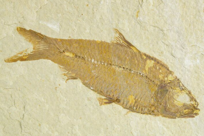 Detailed Fossil Fish (Knightia) - Wyoming #363790